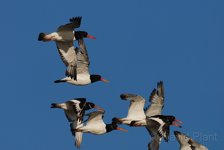 Oystercatcher - L.jpg - Oystercatchers flying - Norfolk
